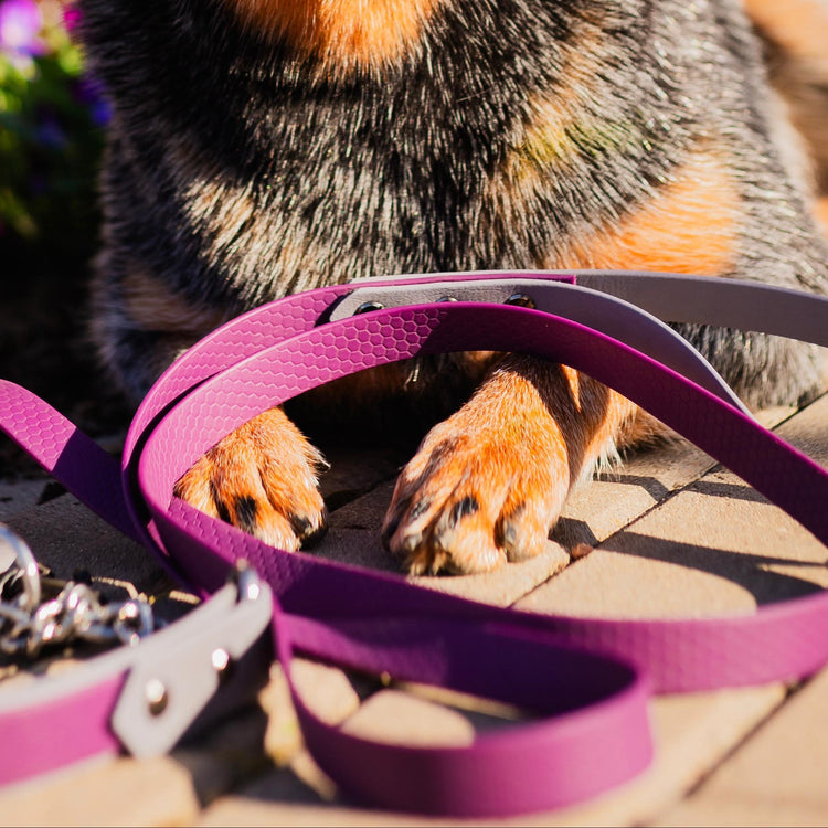 Hexa Ūdensizturīgās Pavadas un Kakla Siksnas