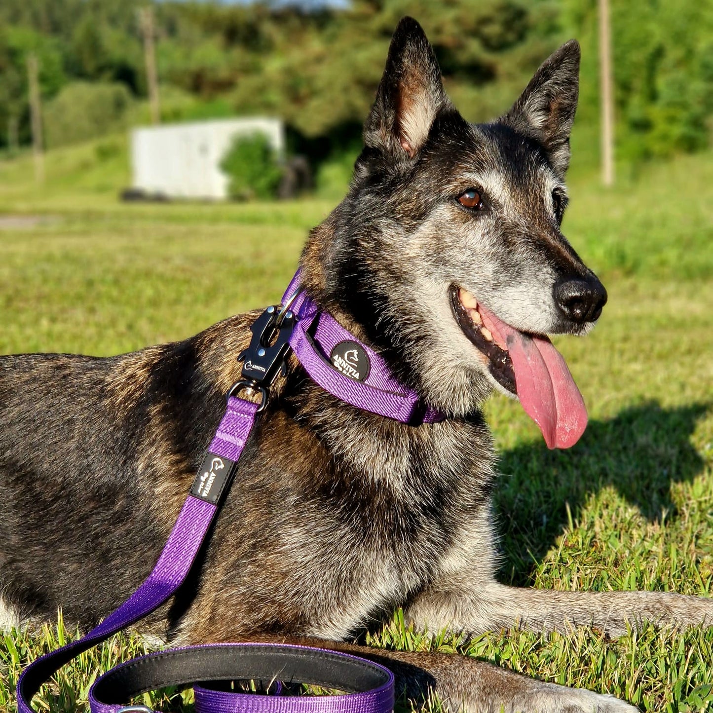 Tactical dog collar Purple (4 cm)