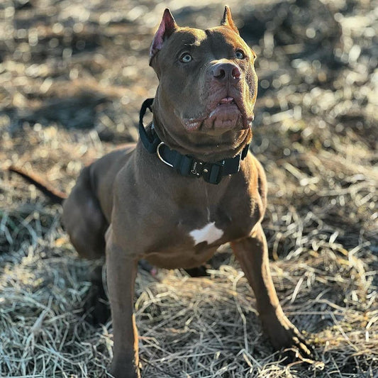 Comfort Line taktiskā kakla siksna melna, detalizēts skats ar metāla sprādzi