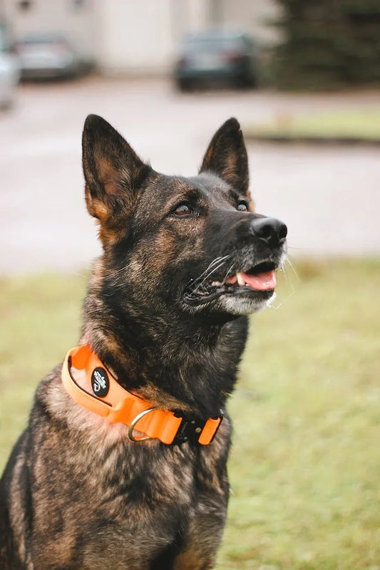 Comfort Line taktiskā kakla siksna oranža, detalizēts skats ar rokturi