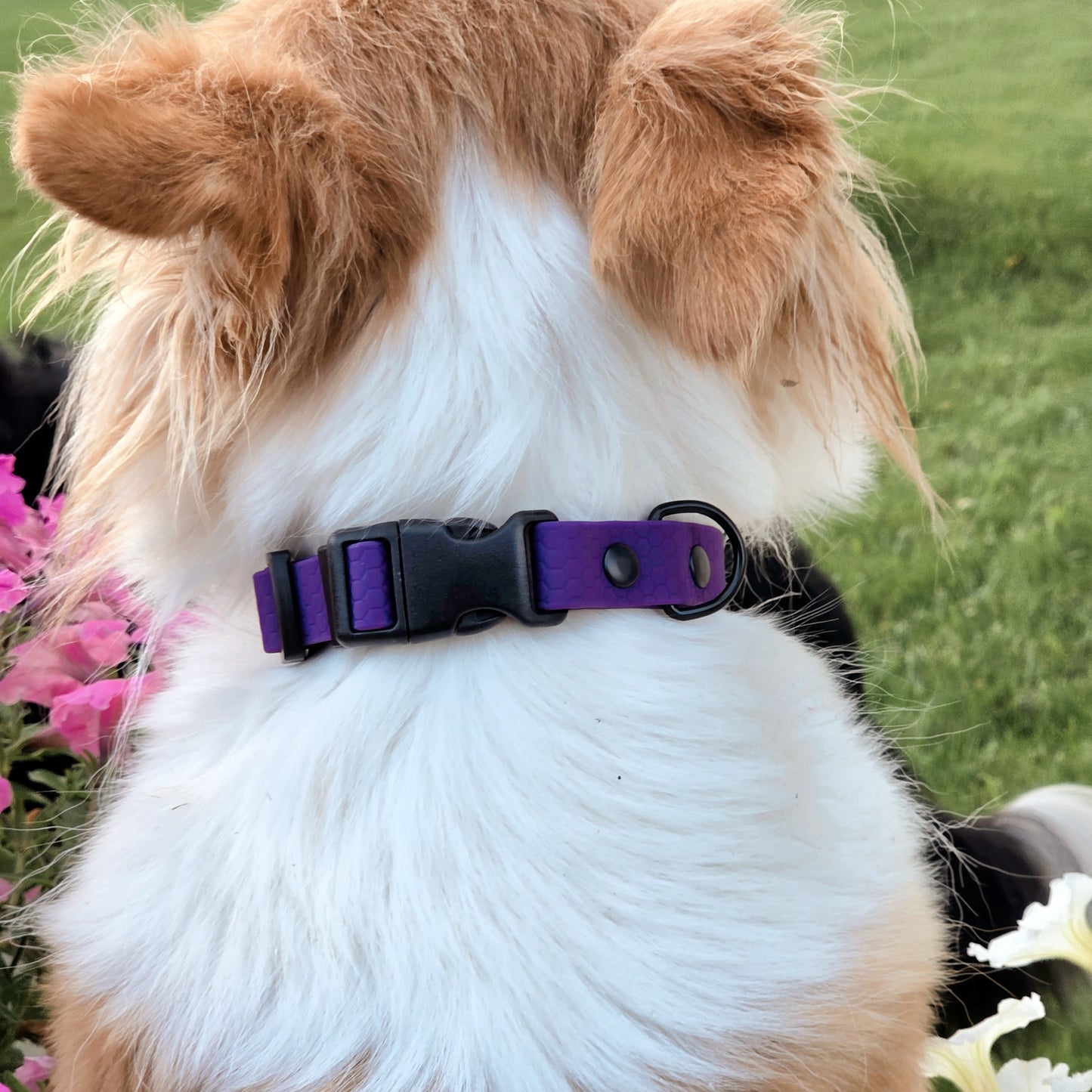 Hexa Light Waterproof dog collar - Color choice