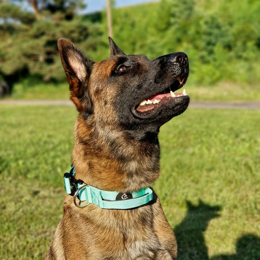 Mint suņu kakla siksna ar suni