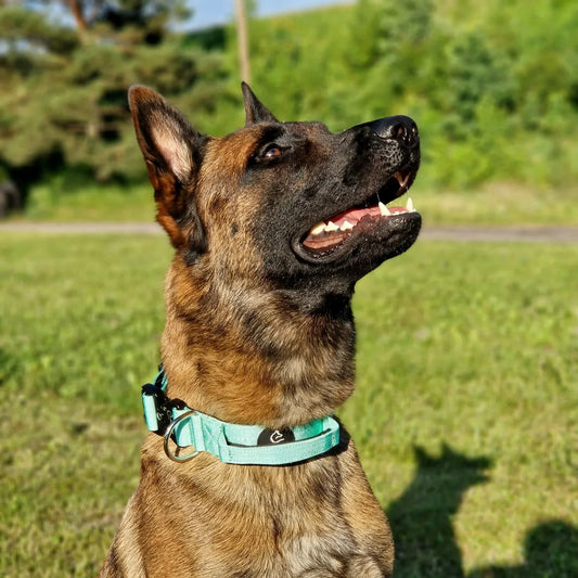 Mint suņu kakla siksna ar suni