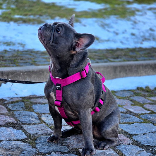 Mini Suņu krūšu siksna magenta krāsā