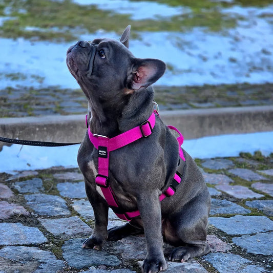 Mini Suņu krūšu siksna magenta krāsā