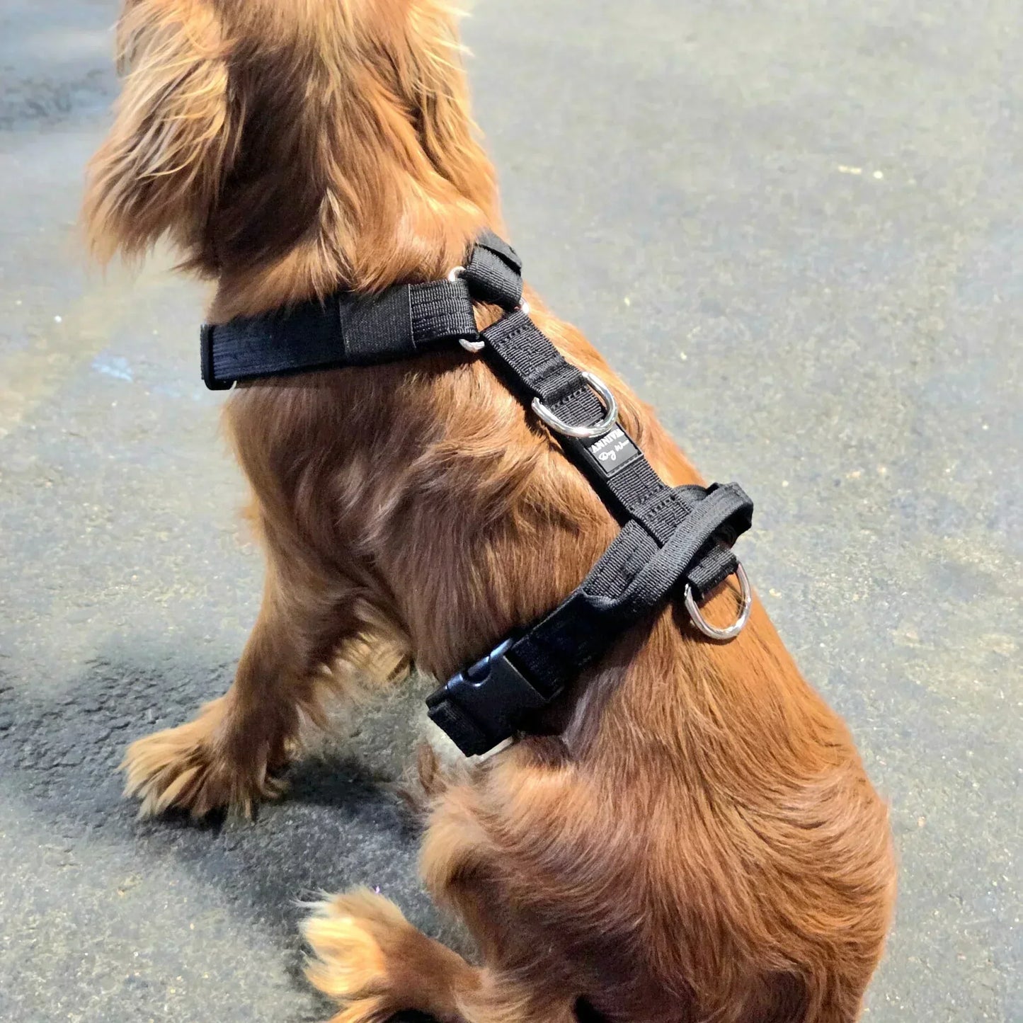 Mini Suņu krūšu siksna melna krāsā