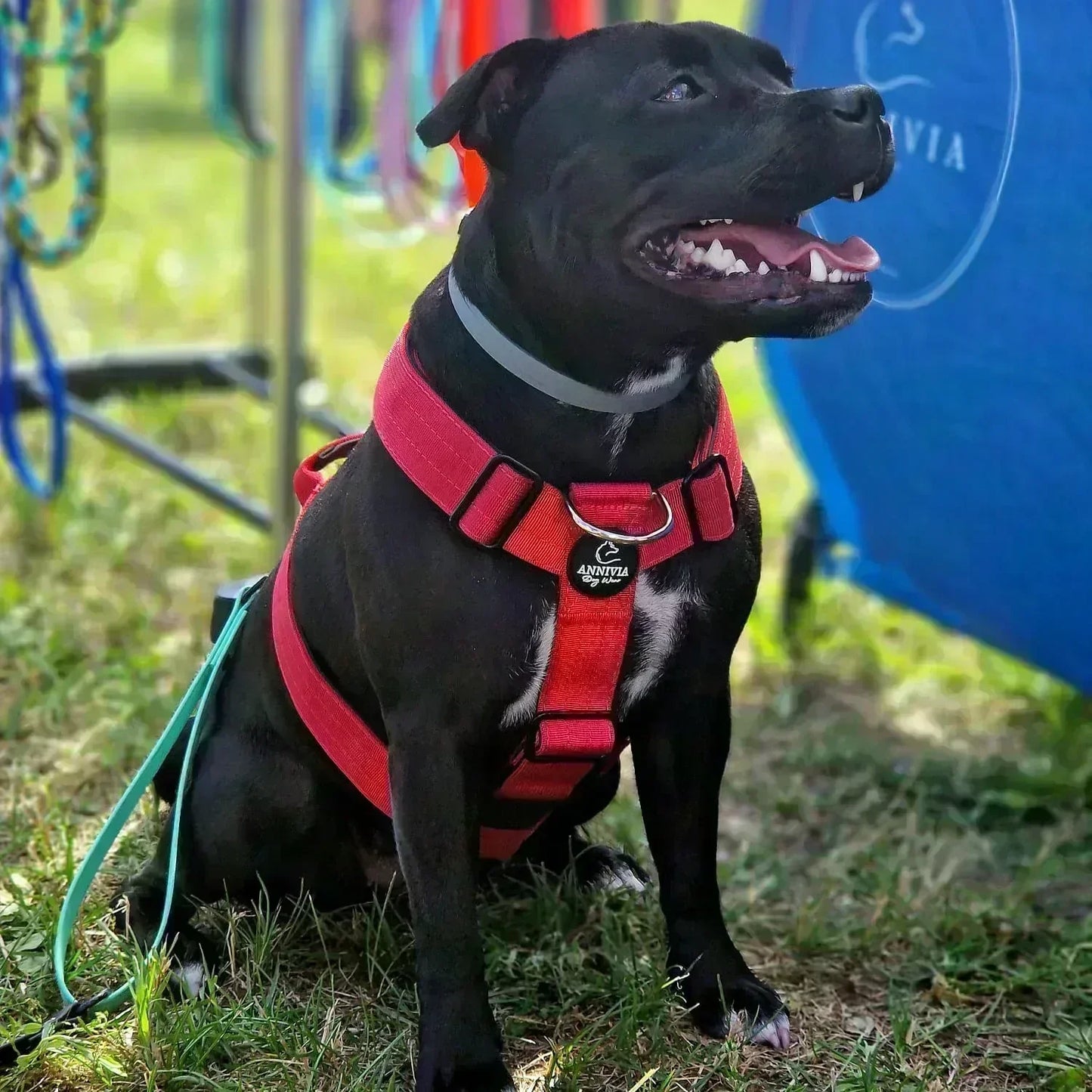 Suņu krūšu siksna omfort line sarkanā krāsā