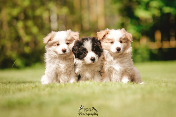 Īpašs piedāvājums suņu audzētājiem – kucēnu starta komplekti ar 20% atlaidi! 🐶 - Annivia Dog Wear 