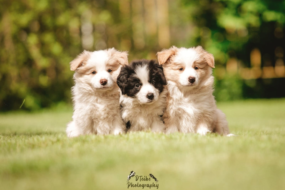 Special Offer for Dog Breeders – Puppy Starter Sets with 20% Discount! 🐶