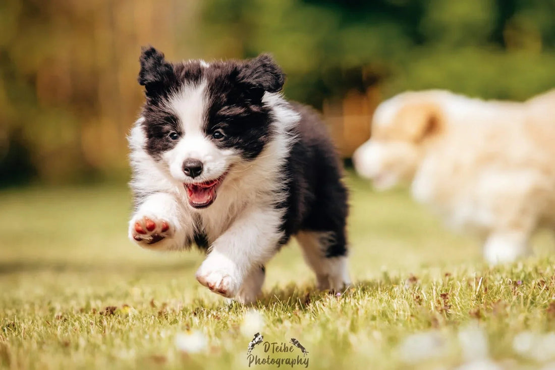 Kā plānot kucēna iegādi: Mazais ceļvedis topošajiem saimniekiem - Annivia Dog Wear 