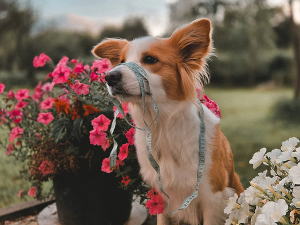 Kā izmērīt suni! - Annivia Dog Wear 