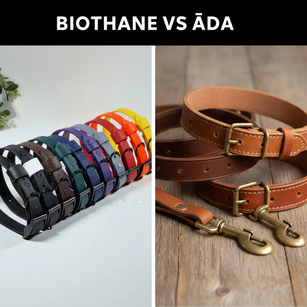 BioThane un Ādas Kakla Siksnas: Kāpēc BioThane ir labāka izvēle? - Annivia Dog Wear 
