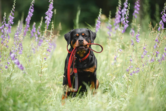 Taktiskās Kakla Siksnas: Kad un Kāpēc Tās Izvēlēties? - Annivia Dog Wear 