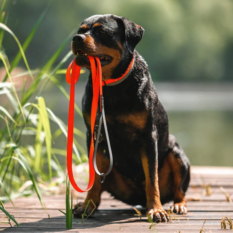 Dog Leashes