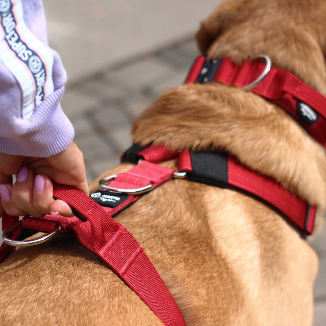 COMFORT LINE harness