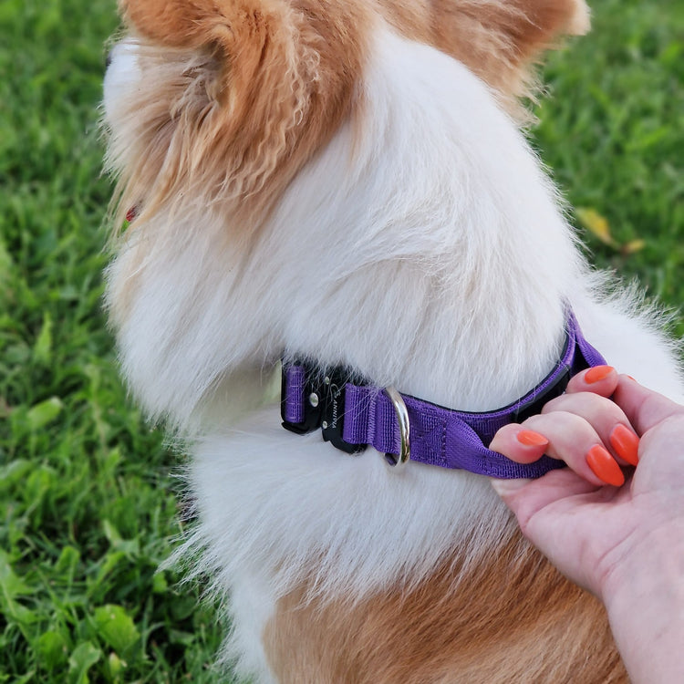 Tactical Dog Collar With handle | 2,5 cm wide