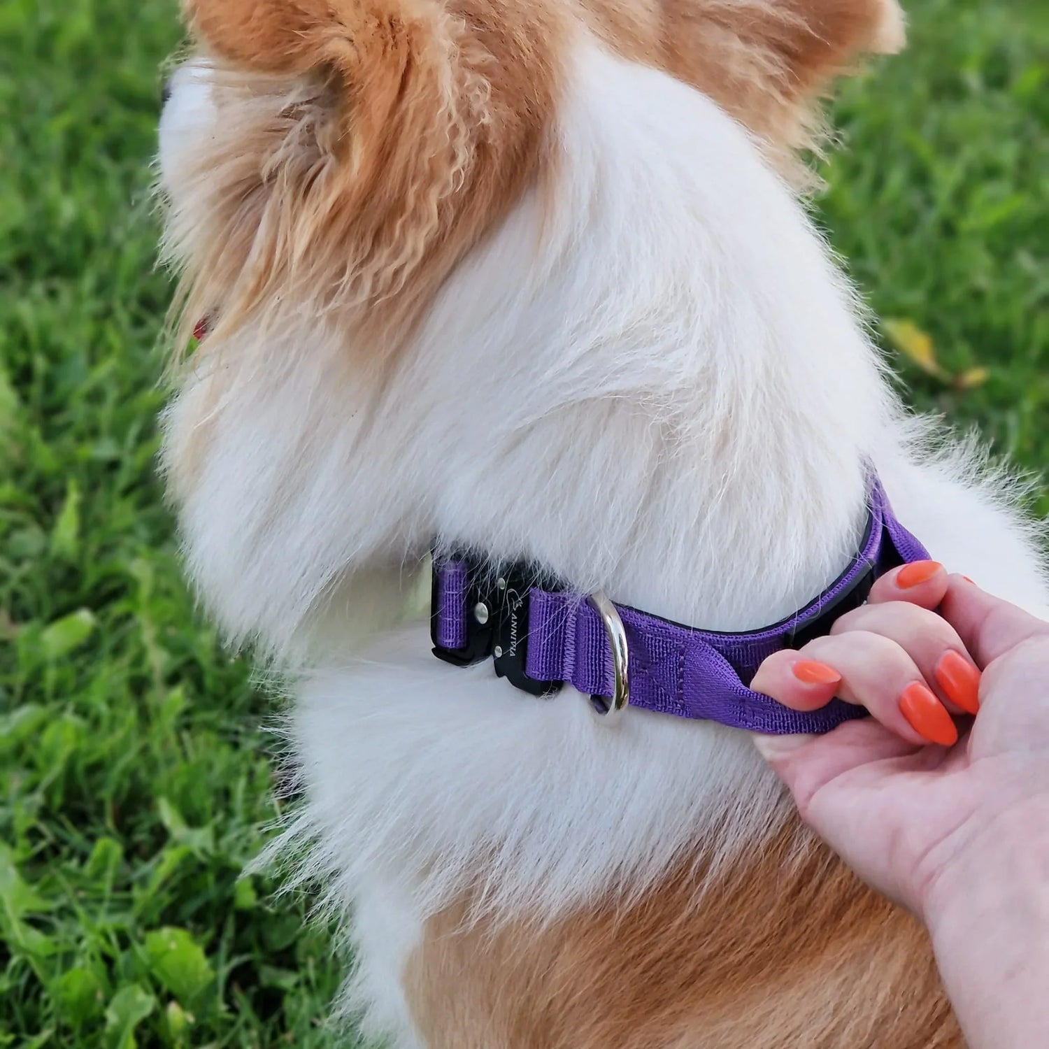 Mini Taktiskā Suņu Kakla Siksna 25mm | COMFORT LINE - Annivia Dog Wear 