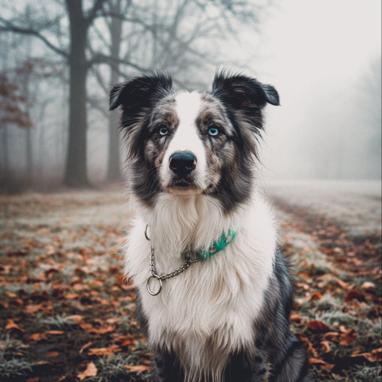 Suņu Kakla Siksna, Martingeila 25mm plata, biothane 