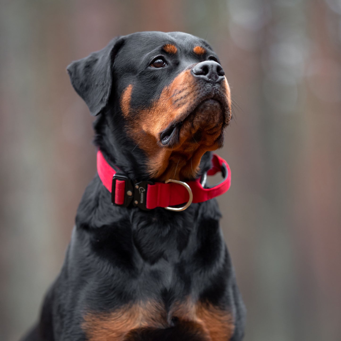 Tactical dog collar Dark Red (4 cm)