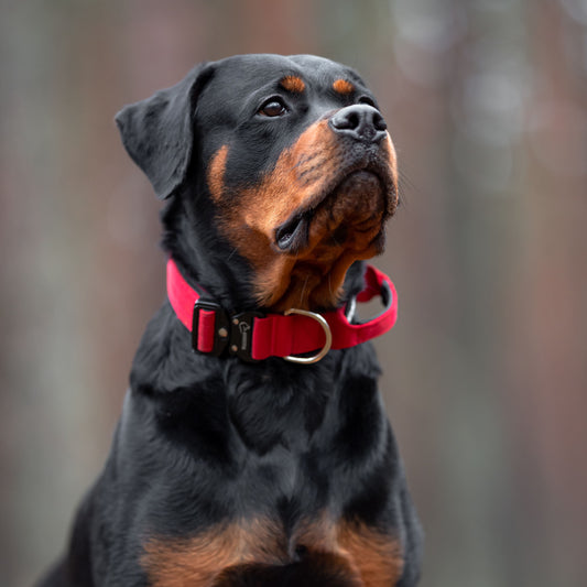 Tactical dog collar Dark Red (4 cm)