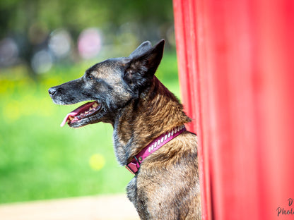 Latvia - Biothane ws paracord dog collar