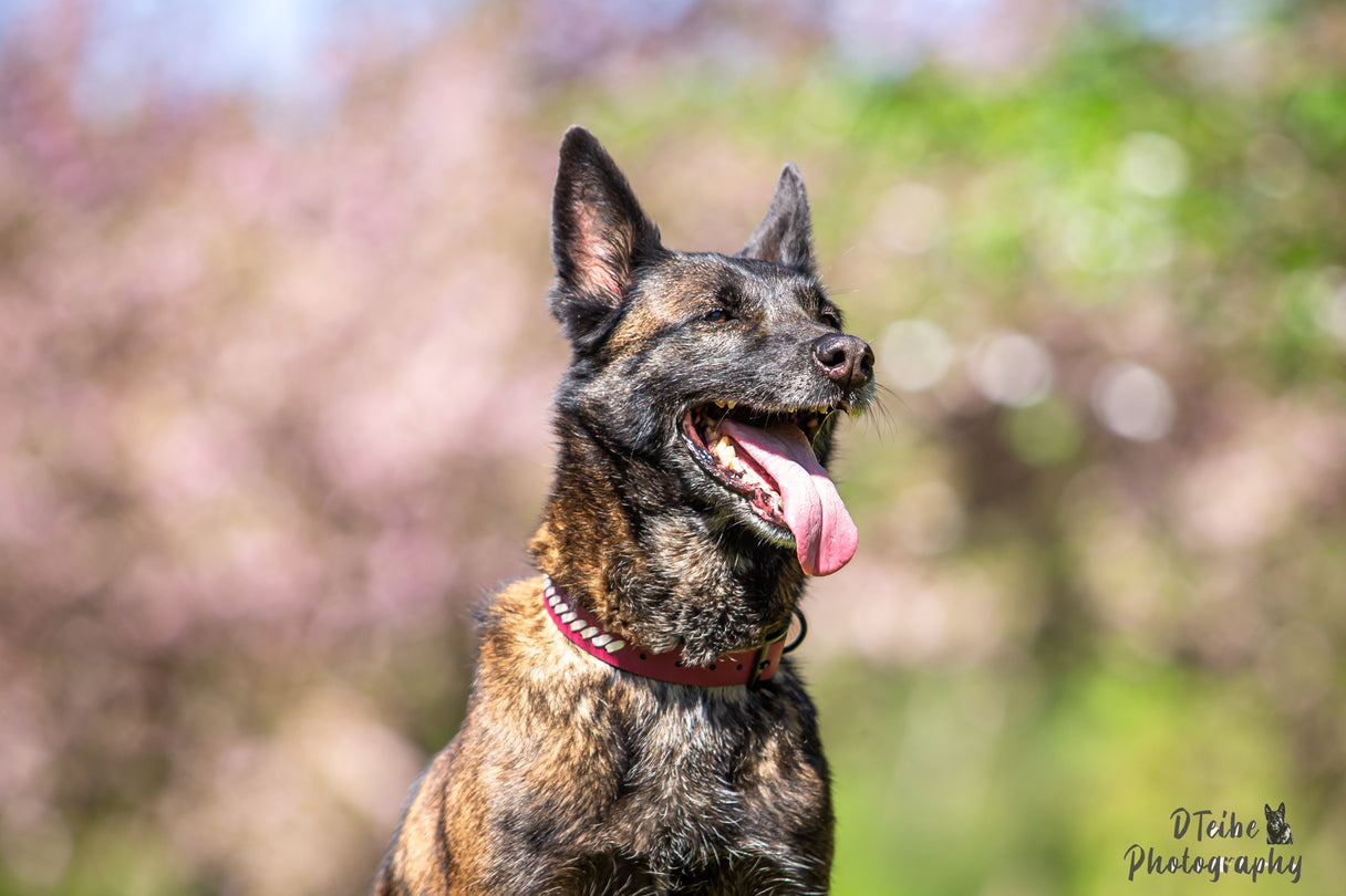 Latvia - Biothane ws paracord dog collar