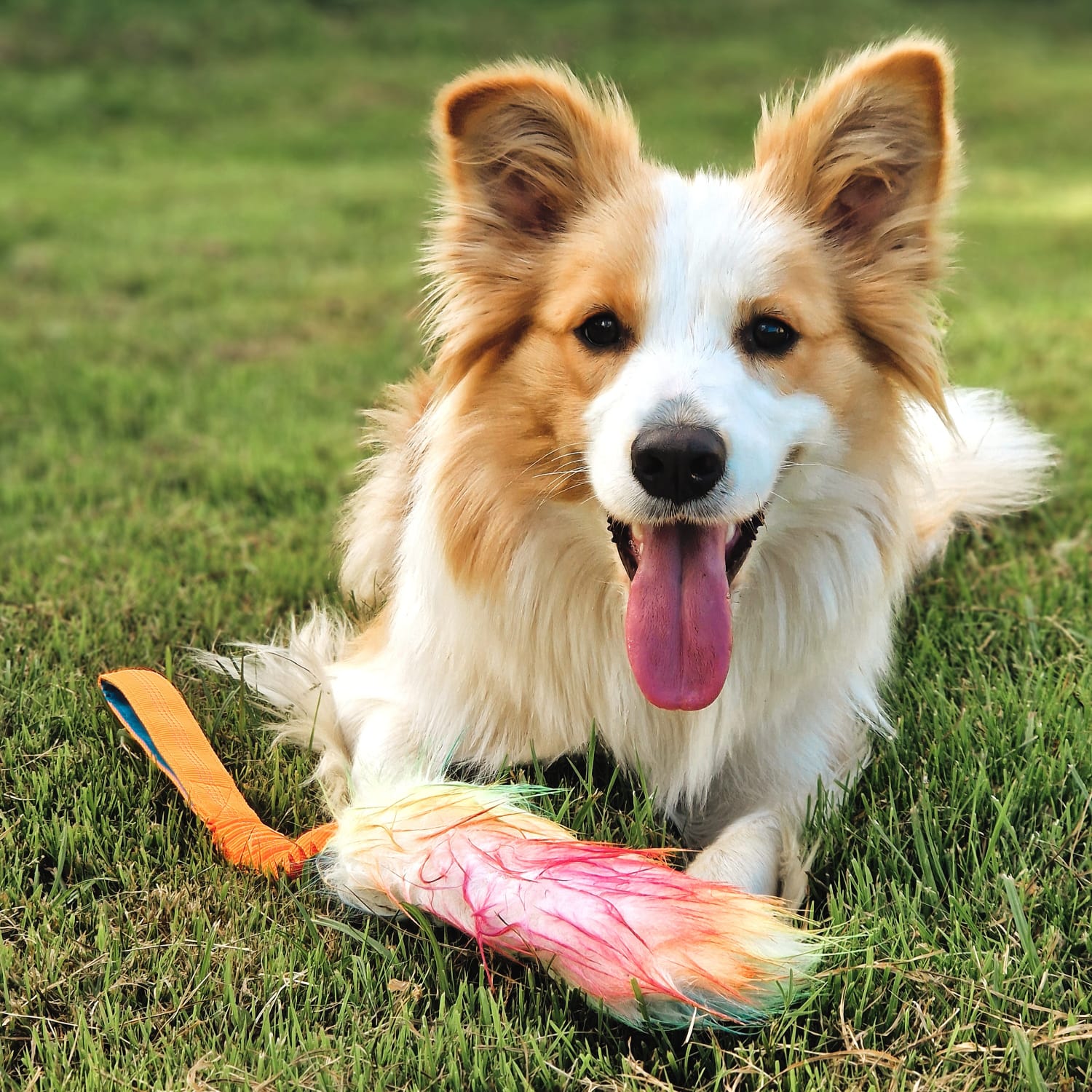 Happy_dog_toy_sunu_rotallieta