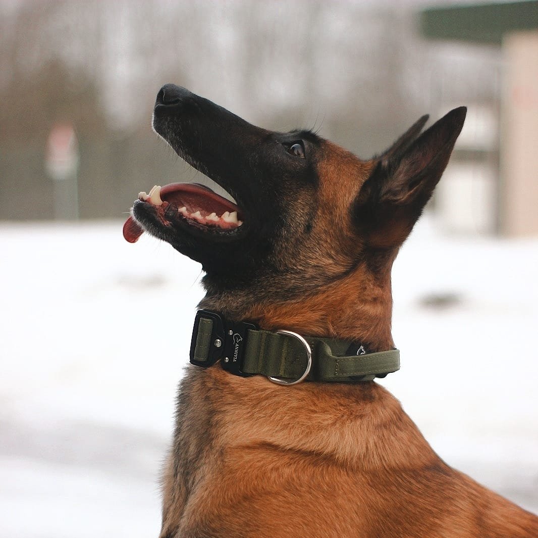 Taktiskā suņu kakla siksna - Army green (4 cm)