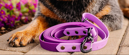 Annivia karabīņu izvēle suņu pavadām, dažādi stili
