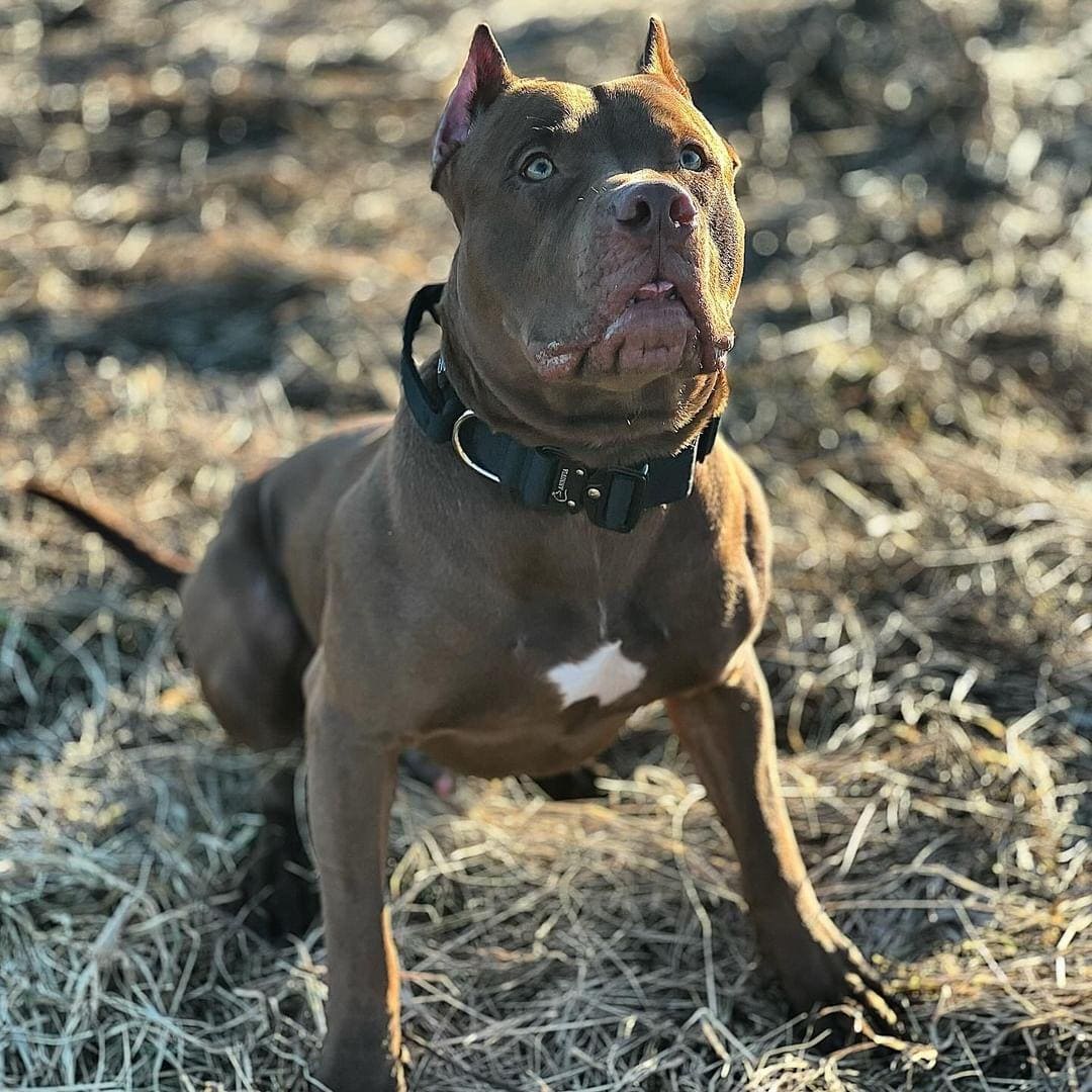 Comfort Line taktiskā kakla siksna melna, detalizēts skats ar metāla sprādzi