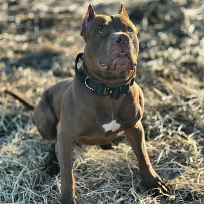 Comfort Line taktiskā kakla siksna melna, detalizēts skats ar metāla sprādzi