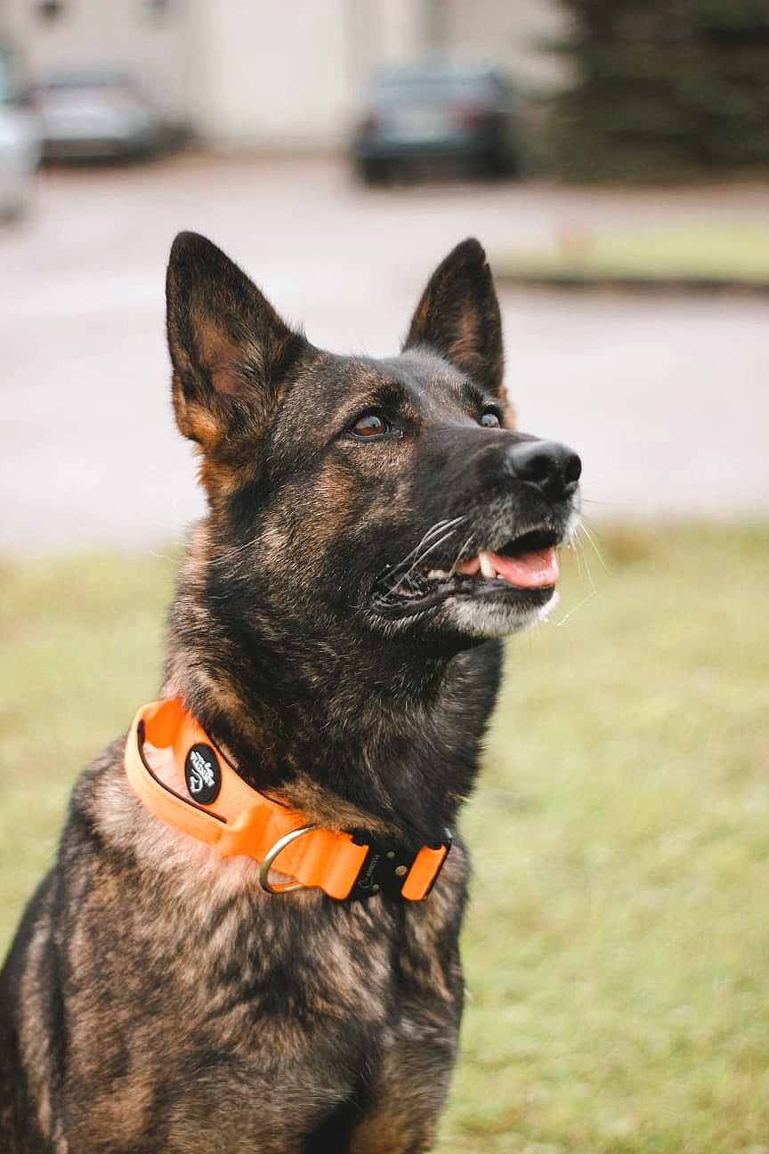 Comfort Line taktiskā kakla siksna oranža, detalizēts skats ar rokturi