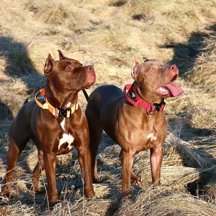 Taktiskā kakla siksna tumši sarkana uz suņa, lietošanas piemērs