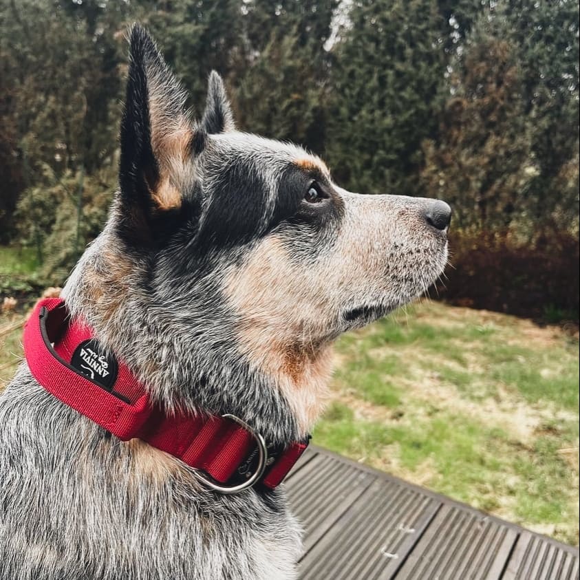 Taktiskā kakla siksna tumši sarkana, skats no sāniem