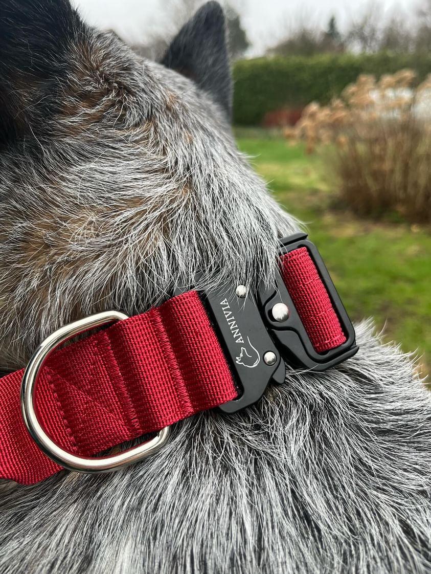 aktiskā kakla siksna tumši sarkana, detaļu skats ar metāla sprādzi