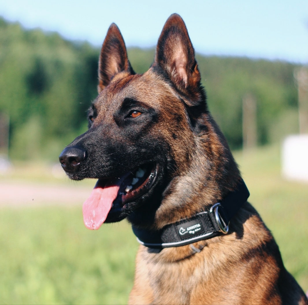 Mīksta suņu kakla sikisna uz suņa