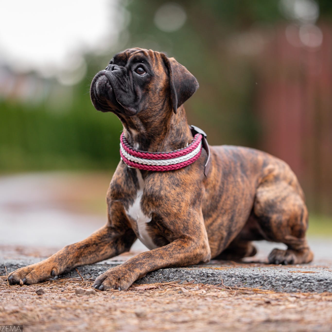 Pīta suņu kakla siksna ar nacionālo rakstu, BioThane stiprinājums
