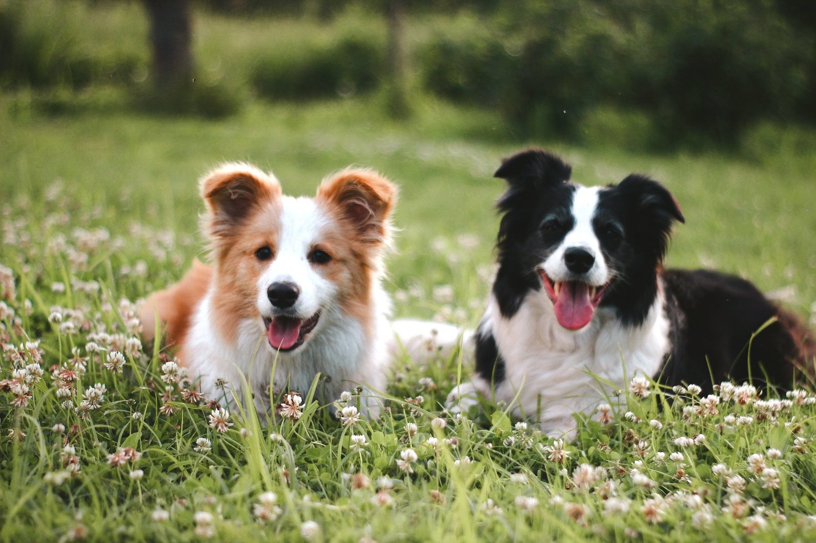 annivia borderkolliji