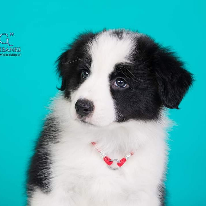 sunu id kakla siksnas lietošana