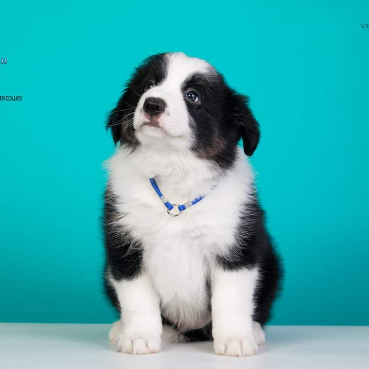 sunu ID kakla siksnas lietošana