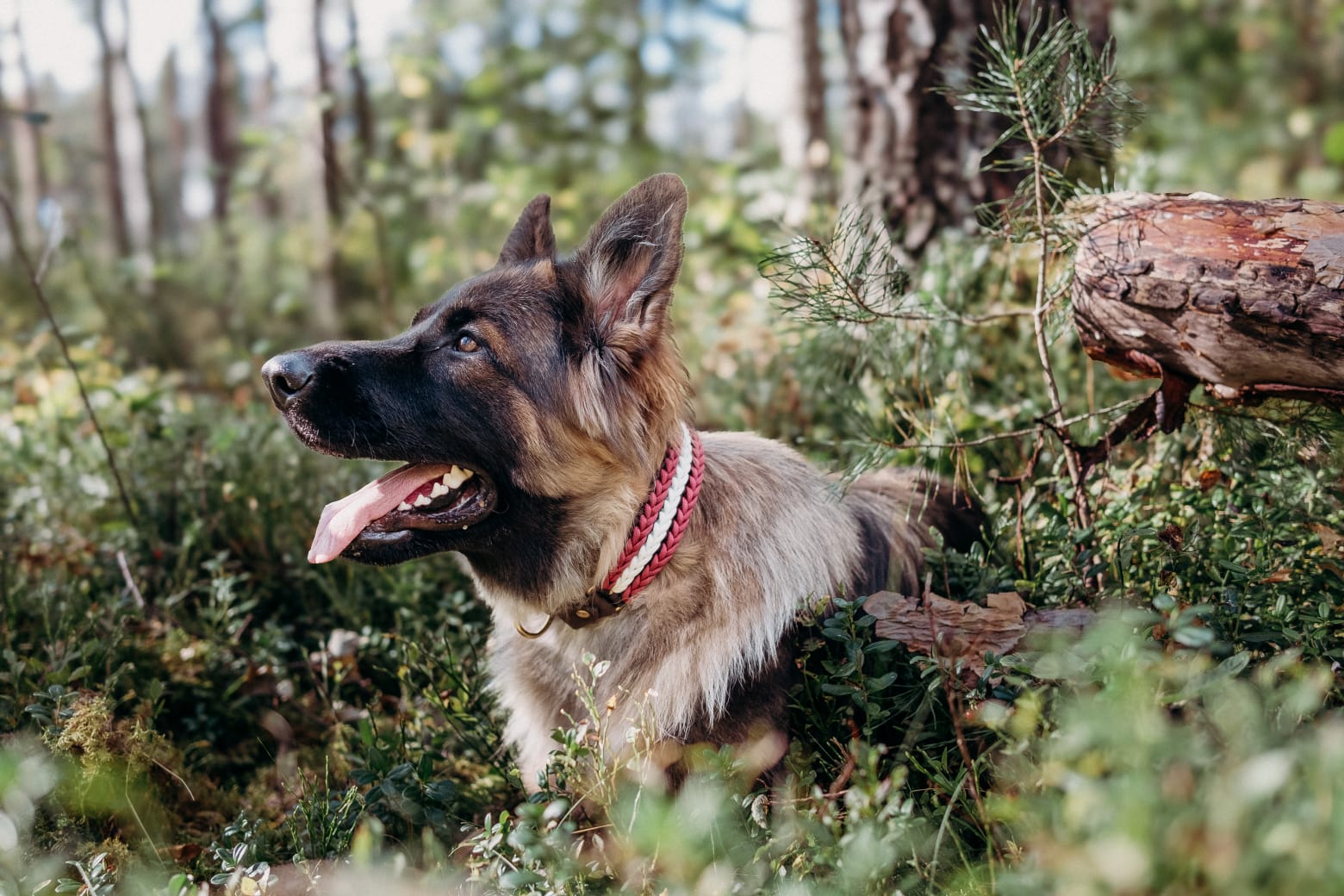 Suņu kakla siksna - Latvija, parakorda pīta