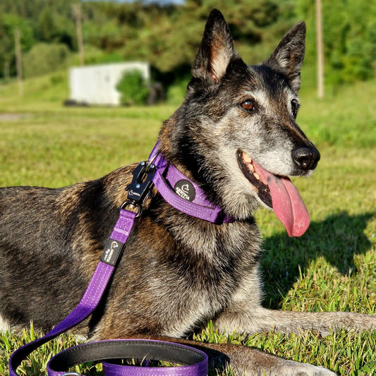 Suņu kakla siksna ar rokturi