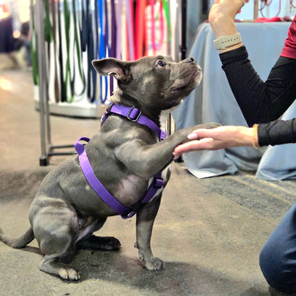 Mini Suņu krūšu siksna violeta krāsā