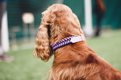 Honey dog collar - Custom Order