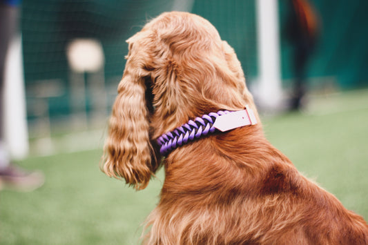 Honey dog collar - Custom Order