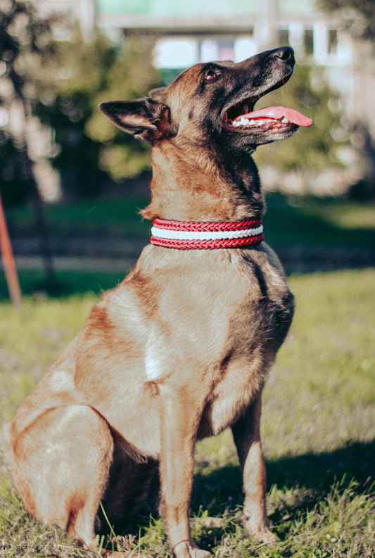 "Novi" paracord dog collar - Latvia