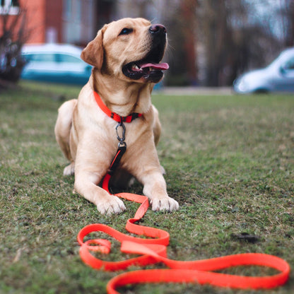 Attēls 9: Hexa pavada ar BioThane, suņa lietošanā
