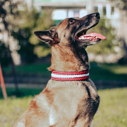 Pīta suņu kakla siksna ar Latvijas simboliku un BioThane adapteri
