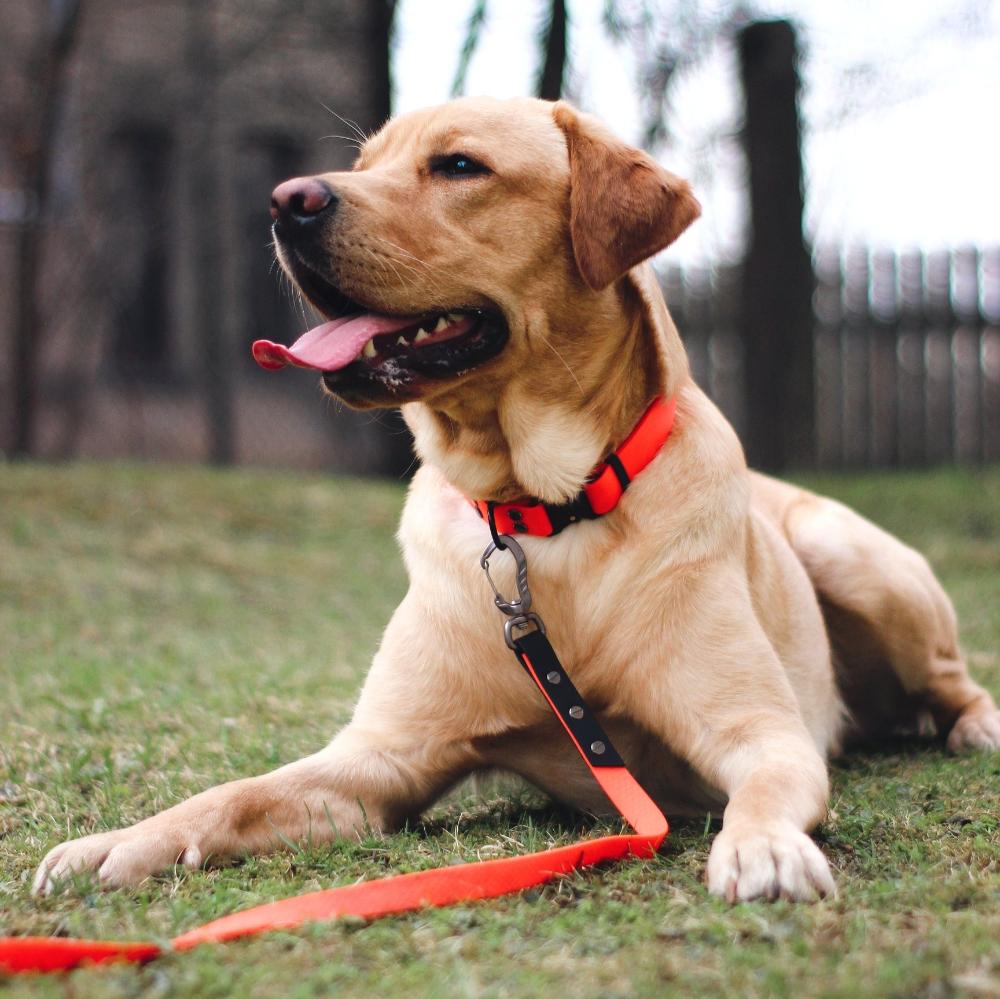 sunu kakla siksna oranza